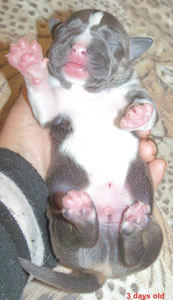 DDDawgs BRONX GANGSTA